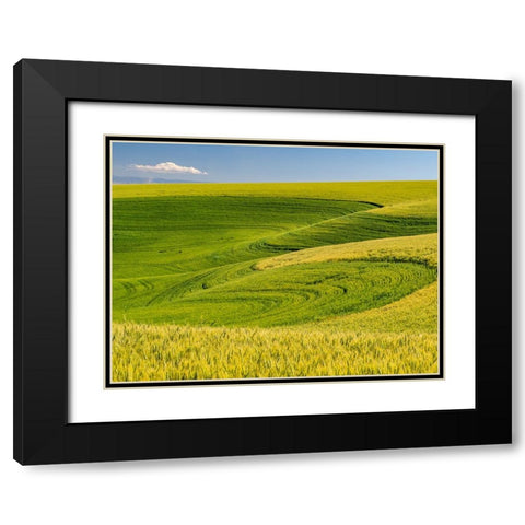 USA-Washington State-Palouse canola field with near Colfax Black Modern Wood Framed Art Print with Double Matting by Gulin, Sylvia