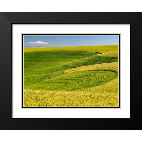 USA-Washington State-Palouse canola field with near Colfax Black Modern Wood Framed Art Print with Double Matting by Gulin, Sylvia