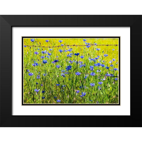 USA-Washington State-Palouse and field of blue bachelor buttons flowering Black Modern Wood Framed Art Print with Double Matting by Gulin, Sylvia