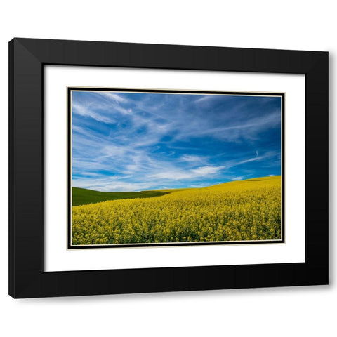 USA-Washington State-Palouse and springtime crop of Canola Black Modern Wood Framed Art Print with Double Matting by Gulin, Sylvia