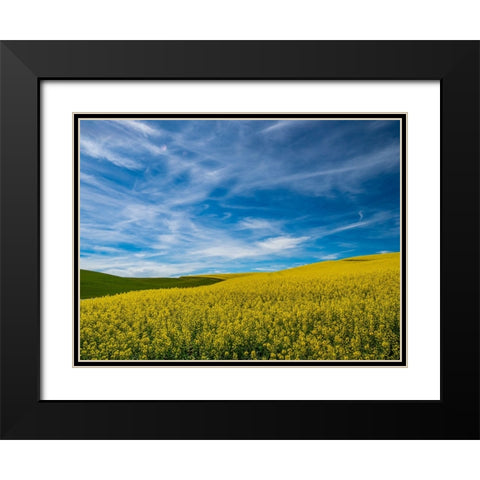 USA-Washington State-Palouse and springtime crop of Canola Black Modern Wood Framed Art Print with Double Matting by Gulin, Sylvia