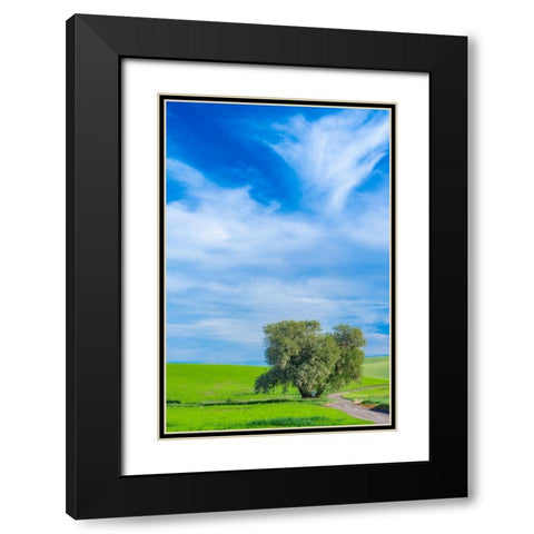 USA-Washington State-Palouse with wheat fields and lone Cottonwood tree Black Modern Wood Framed Art Print with Double Matting by Gulin, Sylvia