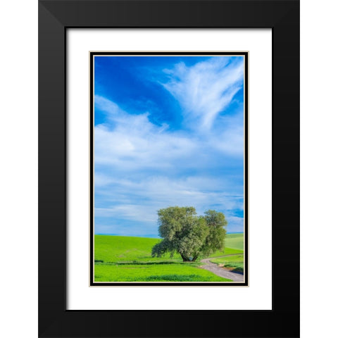 USA-Washington State-Palouse with wheat fields and lone Cottonwood tree Black Modern Wood Framed Art Print with Double Matting by Gulin, Sylvia