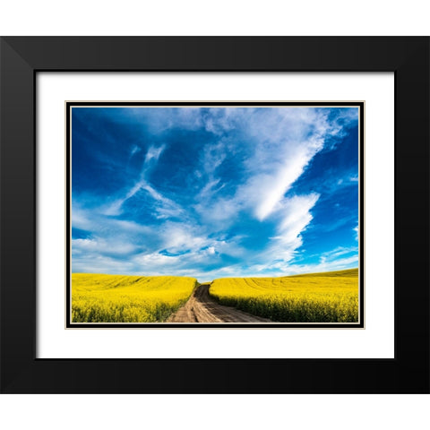 USA-Washington State-Palouse canola fields in yellow with dirt road Black Modern Wood Framed Art Print with Double Matting by Gulin, Sylvia