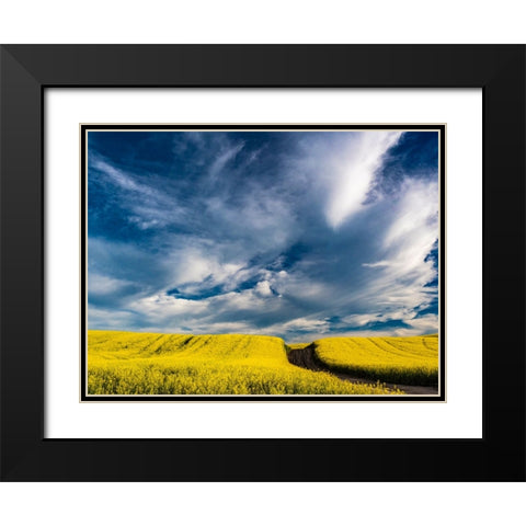 USA-Washington State-Palouse canola fields in yellow with dirt road Black Modern Wood Framed Art Print with Double Matting by Gulin, Sylvia