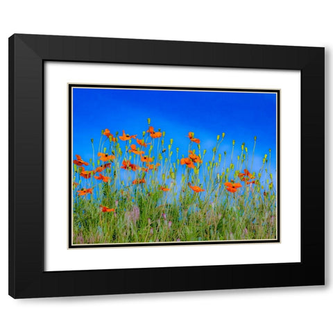 USA-Washington State-Palouse and field of red poppies Black Modern Wood Framed Art Print with Double Matting by Gulin, Sylvia