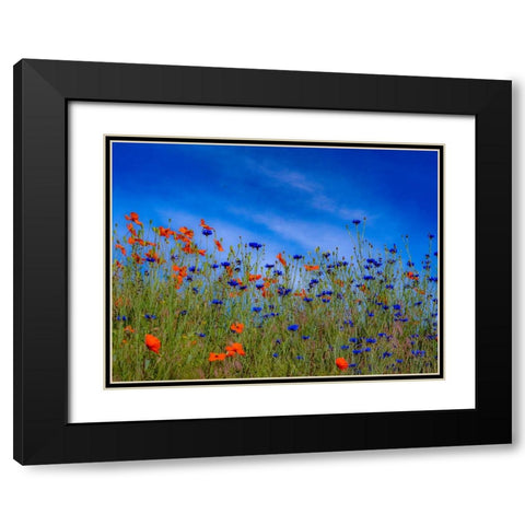 USA-Washington State-Palouse springtime with red poppies and bachelor buttons Black Modern Wood Framed Art Print with Double Matting by Gulin, Sylvia
