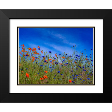 USA-Washington State-Palouse springtime with red poppies and bachelor buttons Black Modern Wood Framed Art Print with Double Matting by Gulin, Sylvia