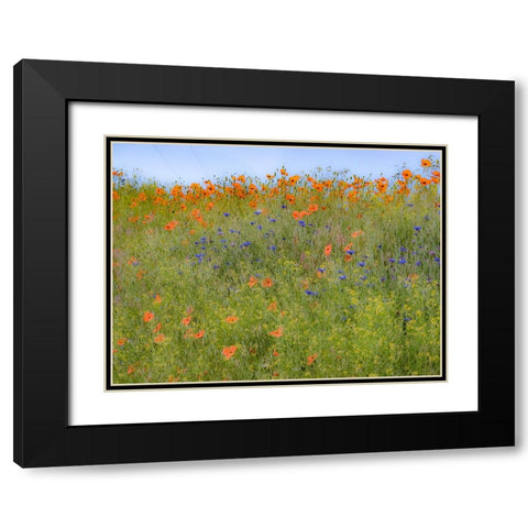 USA-Washington State-Palouse springtime with red poppies and bachelor buttons Black Modern Wood Framed Art Print with Double Matting by Gulin, Sylvia