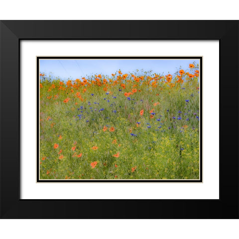 USA-Washington State-Palouse springtime with red poppies and bachelor buttons Black Modern Wood Framed Art Print with Double Matting by Gulin, Sylvia