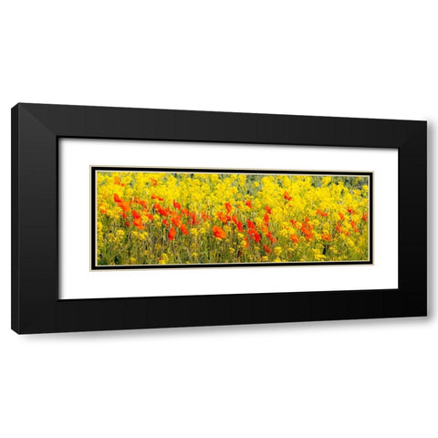 USA-Washington State-Palouse red poppies and yellow canola Black Modern Wood Framed Art Print with Double Matting by Gulin, Sylvia