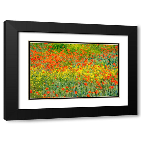 USA-Washington State-Palouse red poppies and yellow canola Black Modern Wood Framed Art Print with Double Matting by Gulin, Sylvia