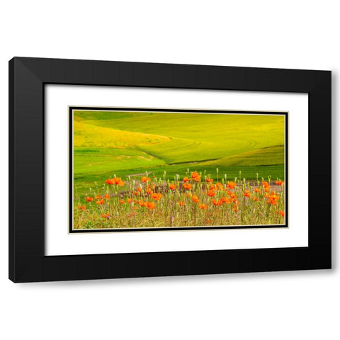 USA-Washington State-Palouse red poppies and yellow canola with landscape of wheat fields Black Modern Wood Framed Art Print with Double Matting by Gulin, Sylvia