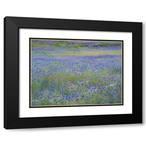 USA-Washington State-Palouse blue bachelor buttons in large field near Winona Black Modern Wood Framed Art Print with Double Matting by Gulin, Sylvia