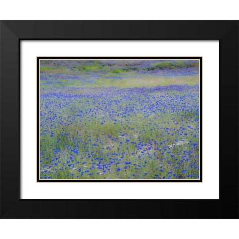 USA-Washington State-Palouse blue bachelor buttons in large field near Winona Black Modern Wood Framed Art Print with Double Matting by Gulin, Sylvia