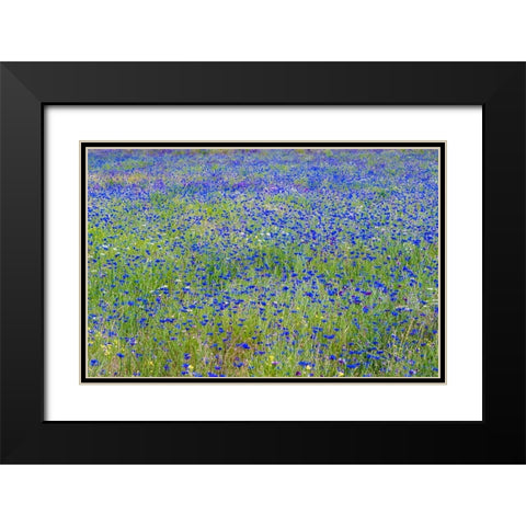 USA-Washington State-Palouse blue bachelor buttons in large field near Winona Black Modern Wood Framed Art Print with Double Matting by Gulin, Sylvia