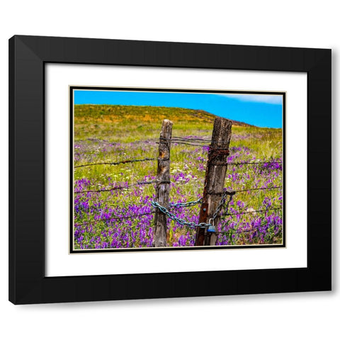 USA-Washington State-Benge and field of vetch blooming with wooden fenced gate and lock Black Modern Wood Framed Art Print with Double Matting by Gulin, Sylvia