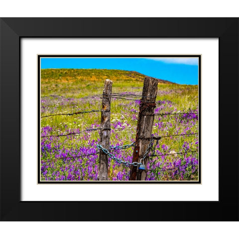 USA-Washington State-Benge and field of vetch blooming with wooden fenced gate and lock Black Modern Wood Framed Art Print with Double Matting by Gulin, Sylvia