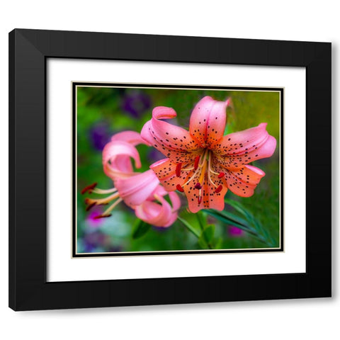 USA-Washington State-Pacific Northwest Sammamish Orange Tiger Lily close up Black Modern Wood Framed Art Print with Double Matting by Gulin, Sylvia