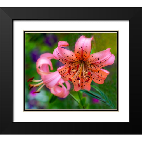 USA-Washington State-Pacific Northwest Sammamish Orange Tiger Lily close up Black Modern Wood Framed Art Print with Double Matting by Gulin, Sylvia