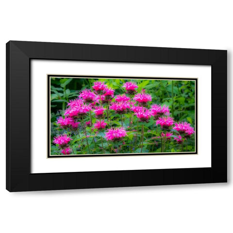 USA-Washington State-Sammamish and our garden with pink Bee Balm Black Modern Wood Framed Art Print with Double Matting by Gulin, Sylvia