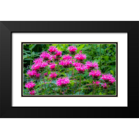 USA-Washington State-Sammamish and our garden with pink Bee Balm Black Modern Wood Framed Art Print with Double Matting by Gulin, Sylvia