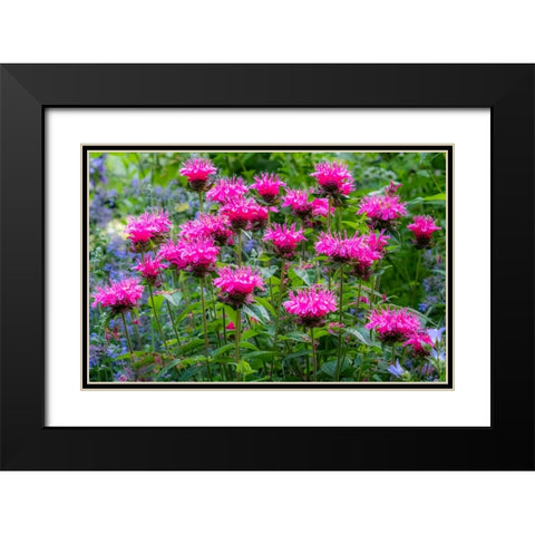 USA-Washington State-Sammamish and our garden with pink Bee Balm Black Modern Wood Framed Art Print with Double Matting by Gulin, Sylvia