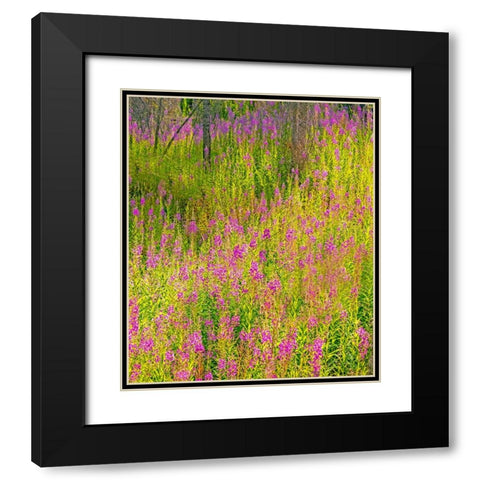 USA-Washington State-burnt forest and fire weed along Lake Cle Elum Washington Cascades Black Modern Wood Framed Art Print with Double Matting by Gulin, Sylvia