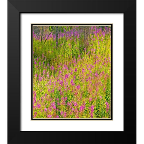 USA-Washington State-burnt forest and fire weed along Lake Cle Elum Washington Cascades Black Modern Wood Framed Art Print with Double Matting by Gulin, Sylvia