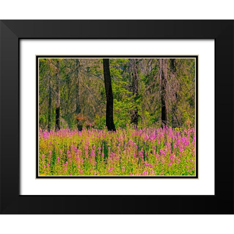 USA-Washington State-burnt forest and fire weed along Lake Cle Elum Washington Cascades Black Modern Wood Framed Art Print with Double Matting by Gulin, Sylvia