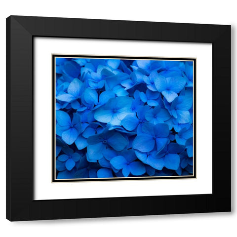 USA-Washington State-Pacific Northwest-Sammamish blue Hydrangea in our garden Black Modern Wood Framed Art Print with Double Matting by Gulin, Sylvia