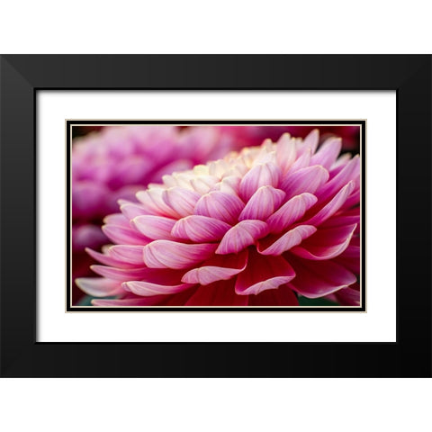USA-Washington State-Pacific Northwest Sammamish Dahlia flowers in bloom Black Modern Wood Framed Art Print with Double Matting by Gulin, Sylvia