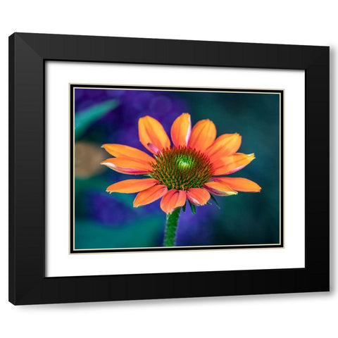 USA-Washington State-Pacific Northwest-Sammamish close-up of State Fair Zinnia Black Modern Wood Framed Art Print with Double Matting by Gulin, Sylvia