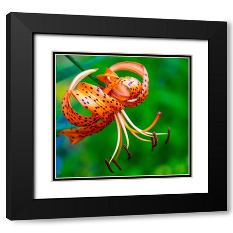 USA-Washington State-Pacific Northwest Sammamish Orange Tiger Lily close up Black Modern Wood Framed Art Print with Double Matting by Gulin, Sylvia