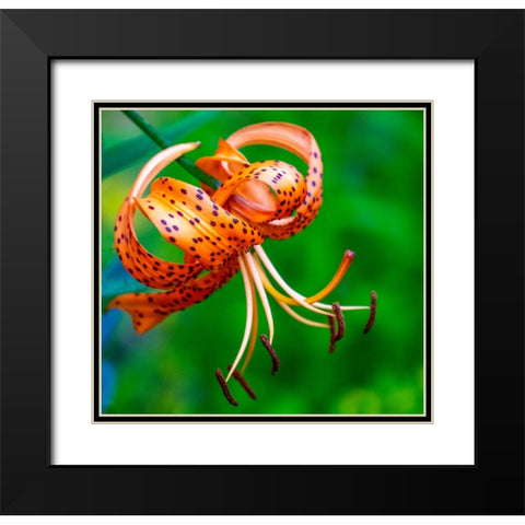 USA-Washington State-Pacific Northwest Sammamish Orange Tiger Lily close up Black Modern Wood Framed Art Print with Double Matting by Gulin, Sylvia