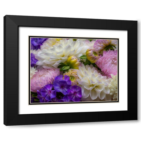 USA-Washington State-Pacific Northwest Sammamish Dahlia flowers in bloom Black Modern Wood Framed Art Print with Double Matting by Gulin, Sylvia