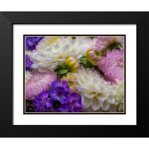 USA-Washington State-Pacific Northwest Sammamish Dahlia flowers in bloom Black Modern Wood Framed Art Print with Double Matting by Gulin, Sylvia