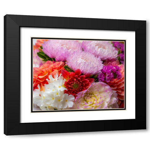 USA-Washington State-Pacific Northwest Sammamish Dahlia flowers in bloom Black Modern Wood Framed Art Print with Double Matting by Gulin, Sylvia