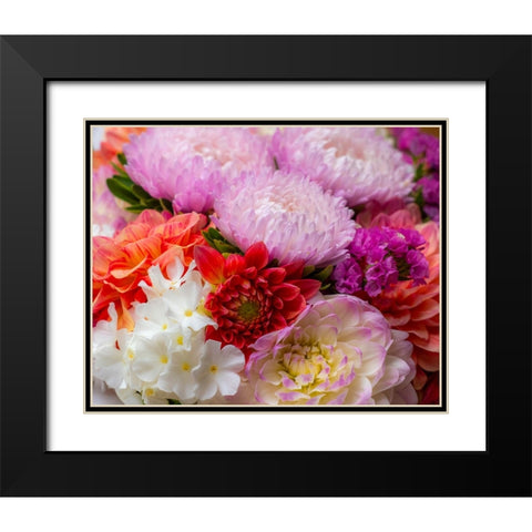 USA-Washington State-Pacific Northwest Sammamish Dahlia flowers in bloom Black Modern Wood Framed Art Print with Double Matting by Gulin, Sylvia