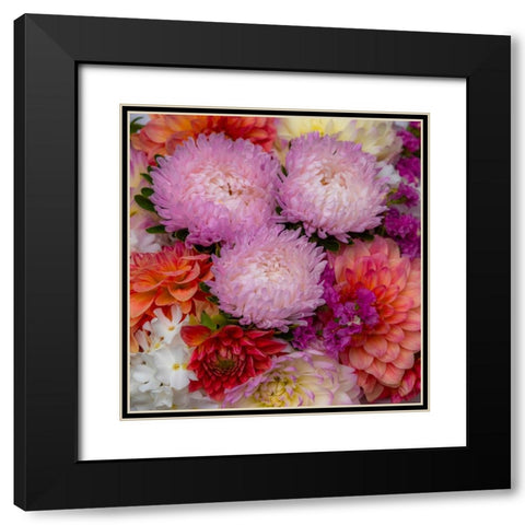 USA-Washington State-Pacific Northwest Sammamish Dahlia flowers in bloom Black Modern Wood Framed Art Print with Double Matting by Gulin, Sylvia