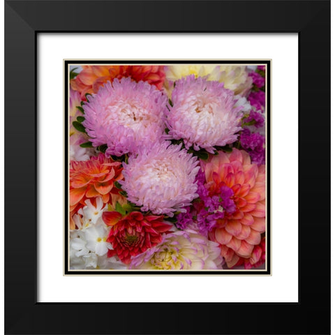 USA-Washington State-Pacific Northwest Sammamish Dahlia flowers in bloom Black Modern Wood Framed Art Print with Double Matting by Gulin, Sylvia