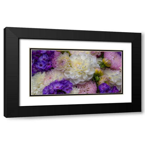 USA-Washington State-Pacific Northwest Sammamish Dahlia flowers in bloom Black Modern Wood Framed Art Print with Double Matting by Gulin, Sylvia