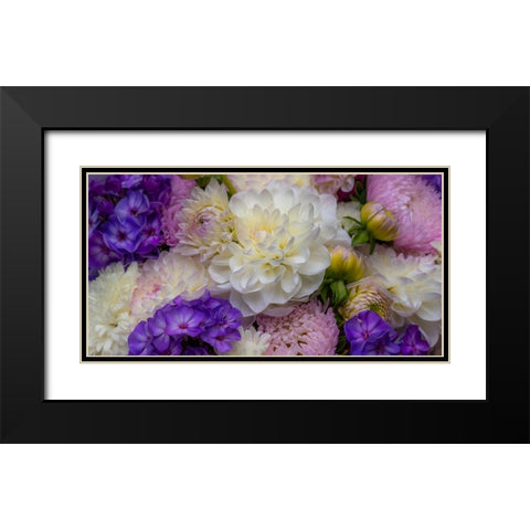 USA-Washington State-Pacific Northwest Sammamish Dahlia flowers in bloom Black Modern Wood Framed Art Print with Double Matting by Gulin, Sylvia