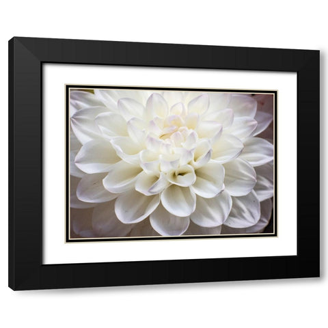 USA-Washington State-Pacific Northwest Sammamish Dahlia flowers in bloom Black Modern Wood Framed Art Print with Double Matting by Gulin, Sylvia