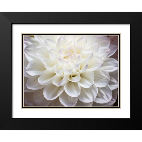 USA-Washington State-Pacific Northwest Sammamish Dahlia flowers in bloom Black Modern Wood Framed Art Print with Double Matting by Gulin, Sylvia