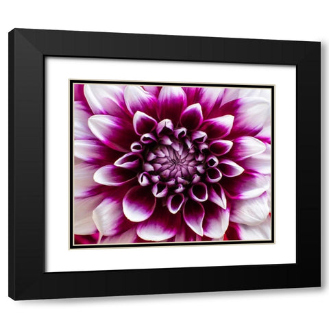 USA-Washington State-Pacific Northwest Sammamish Dahlia flowers in bloom Black Modern Wood Framed Art Print with Double Matting by Gulin, Sylvia