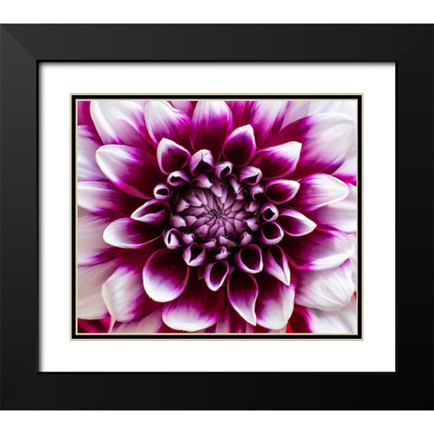 USA-Washington State-Pacific Northwest Sammamish Dahlia flowers in bloom Black Modern Wood Framed Art Print with Double Matting by Gulin, Sylvia
