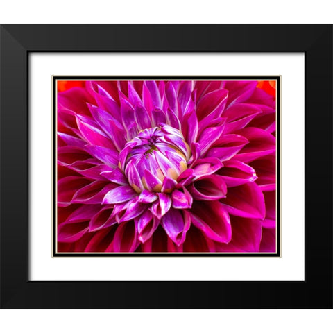 USA-Washington State-Pacific Northwest Sammamish Dahlia flowers in bloom Black Modern Wood Framed Art Print with Double Matting by Gulin, Sylvia