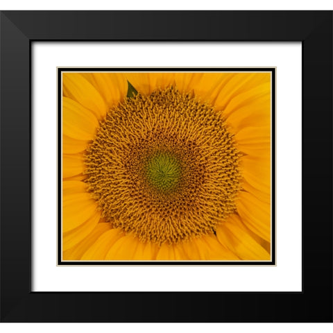 USA-Washington State-Pacific Northwest Sammamish Orange / yellow sunflower close up Black Modern Wood Framed Art Print with Double Matting by Gulin, Sylvia