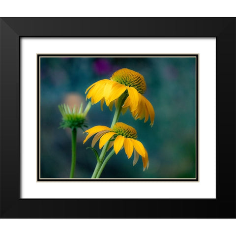 USA-Washington State-Pacific Northwest-Sammamish yellow cone flower Black Modern Wood Framed Art Print with Double Matting by Gulin, Sylvia